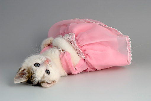 sad-cat-in-a-dress | Autostraddle