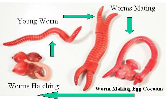 download horsehair worm life cycle
