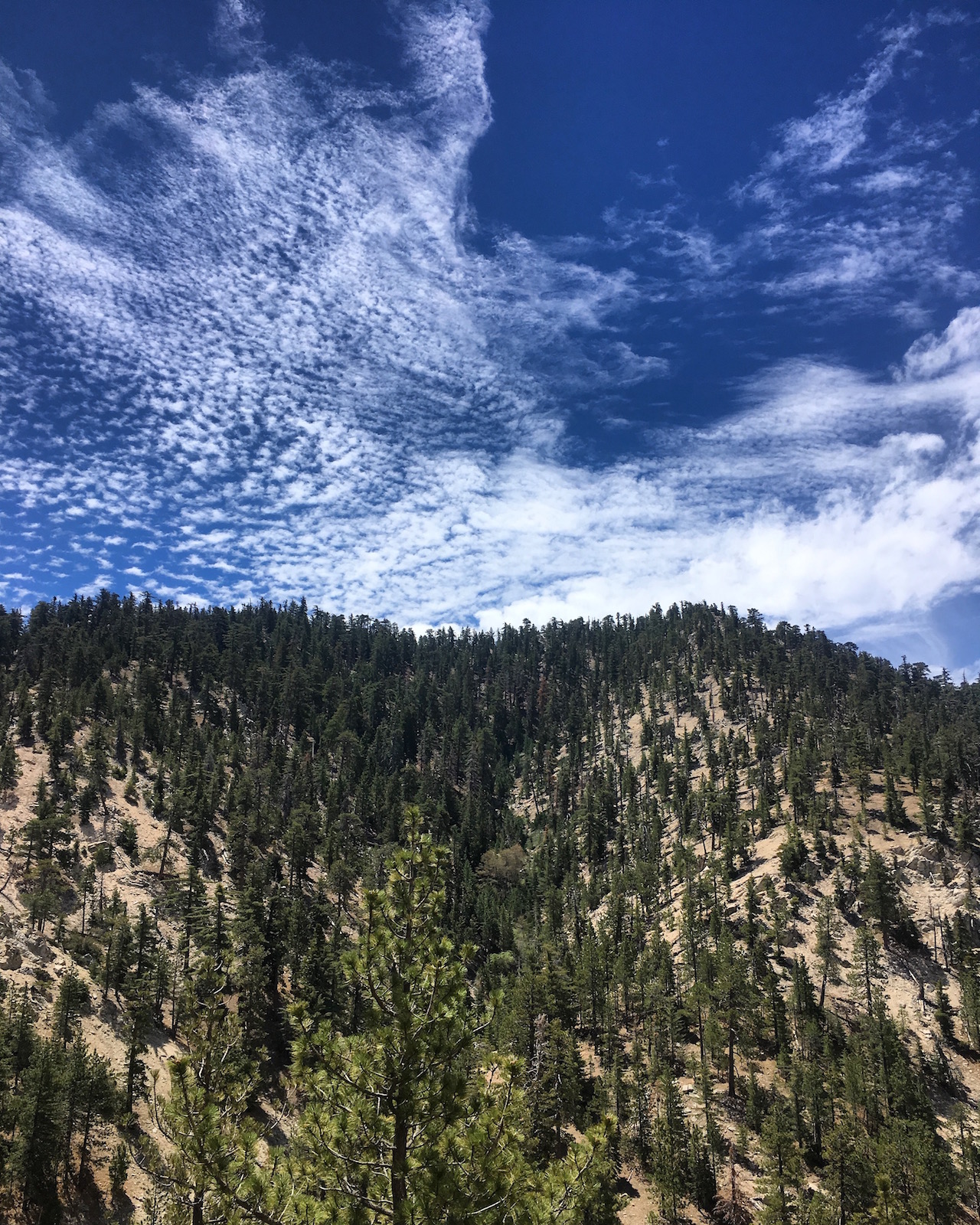 Why I Got Off The Pacific Crest Trail After 454 Miles Instead Of   IMG 8548 