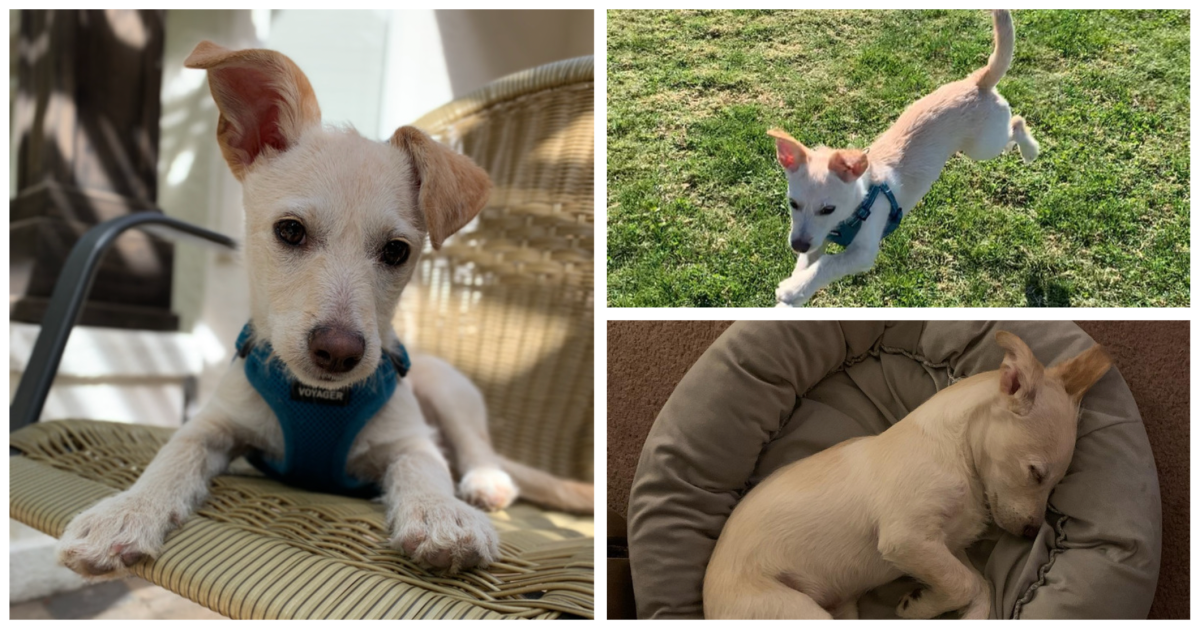 A collage of puppy Milo, sitting in a chair, running through the grass and sleeping in a bed