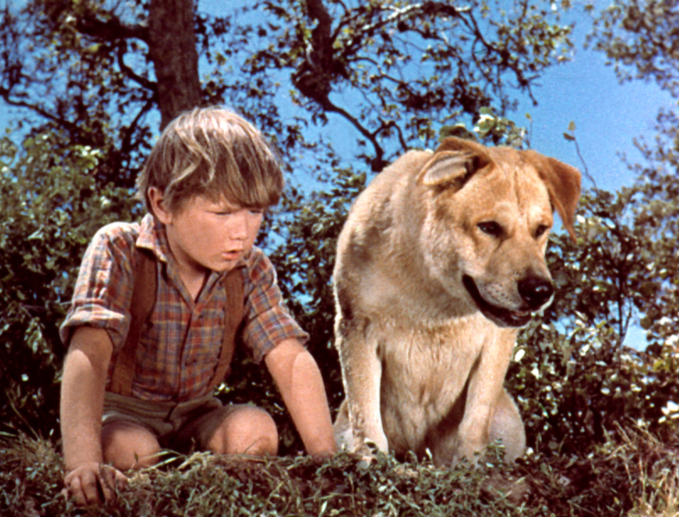 Художественный приключения. Старый брехун (1957) old Yeller. Пес Йеллер. Олд Йеллер. Old Yeller фильм.