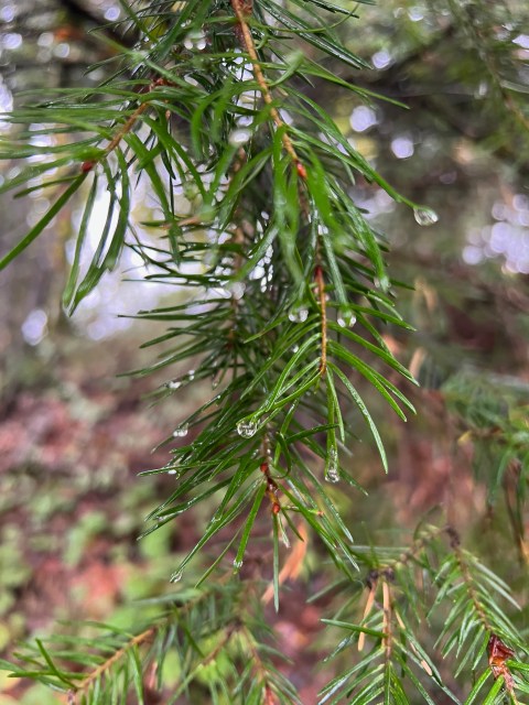 Close up image of rain drops caught in a pine tree.