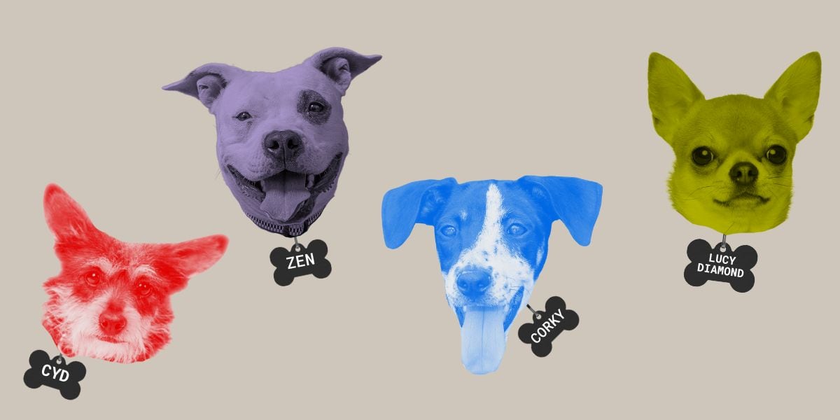 Four dog heads with color filters and collars that read Cyd, Zen, Corky, and Lucy Diamond