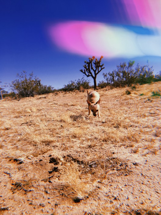 carol in joshua tree