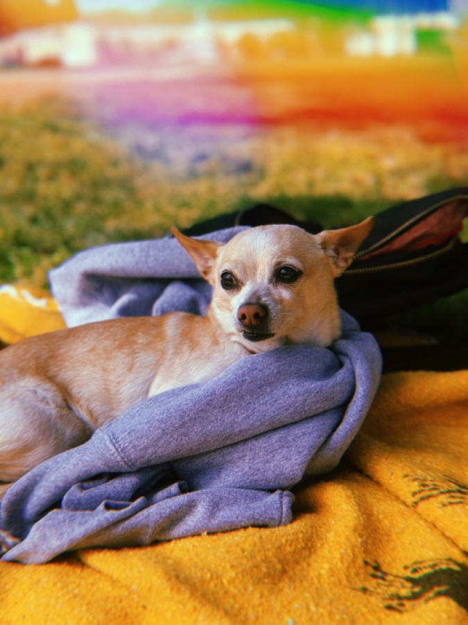 carol on her blanket