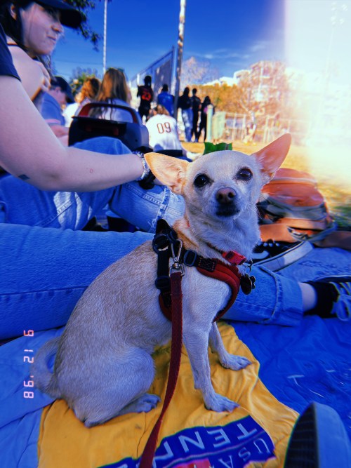 carol at kickball