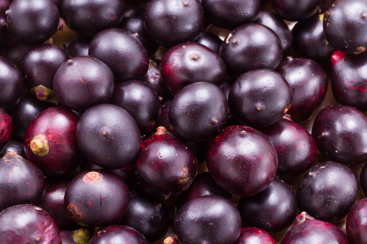 Fruits and acai powder originating from the Amazon (Euterpe oleracea)