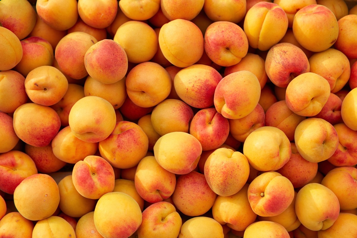 apricots