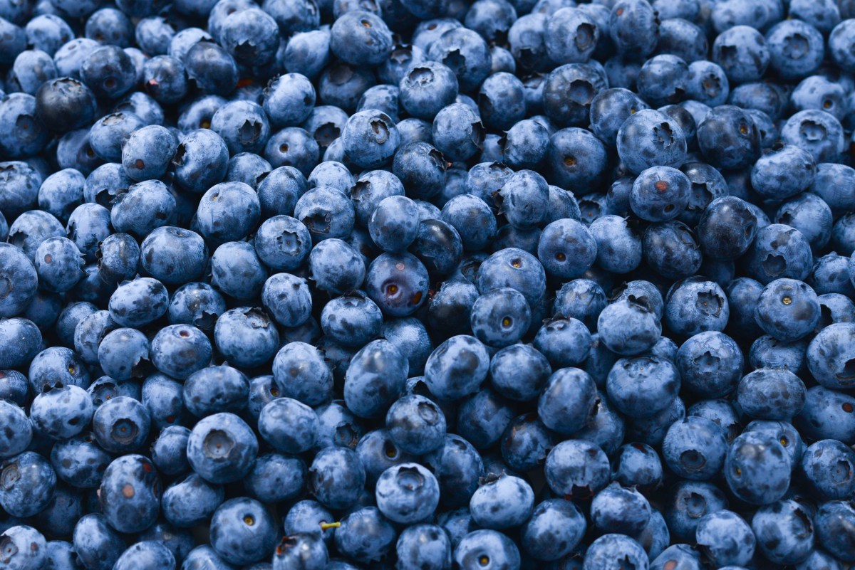 Fresh blueberry background. Texture blueberry berries close up.