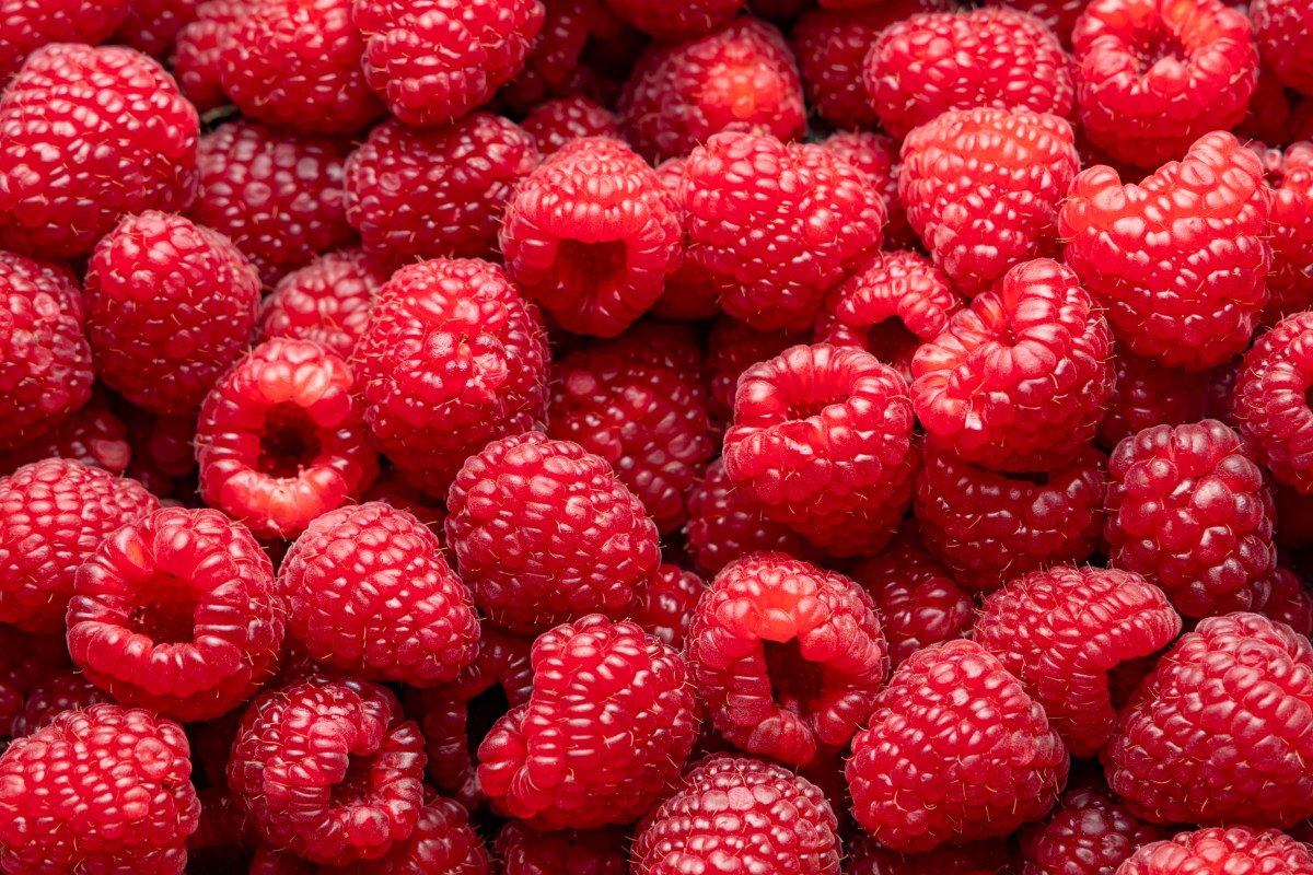 Raspberries. Fresh juicy raspberries bright background.